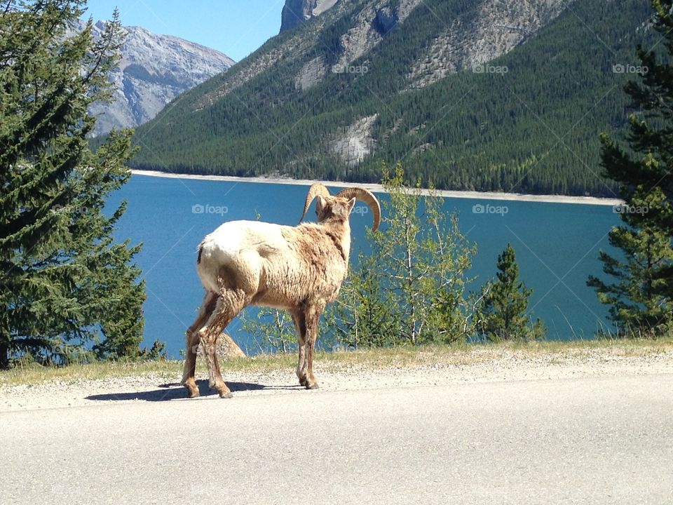 Sheep mountain in the Rockies 