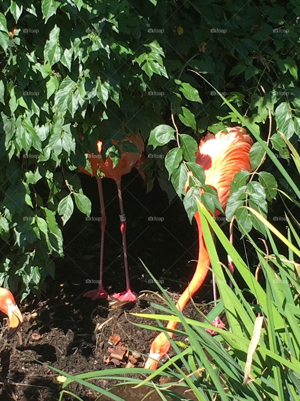 Hide and Seek Flamingos