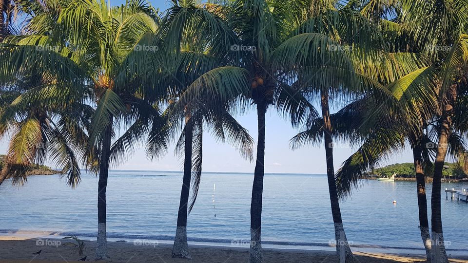 Playa, Área, Mar, Palmeras y Cocos.