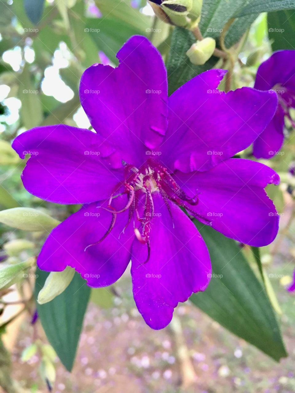 Nossas lindas #quaresmeiras roxas estão hiper floridas!
📷
#fotografia é nosso #hobby.
#flores do nosso #jardim!