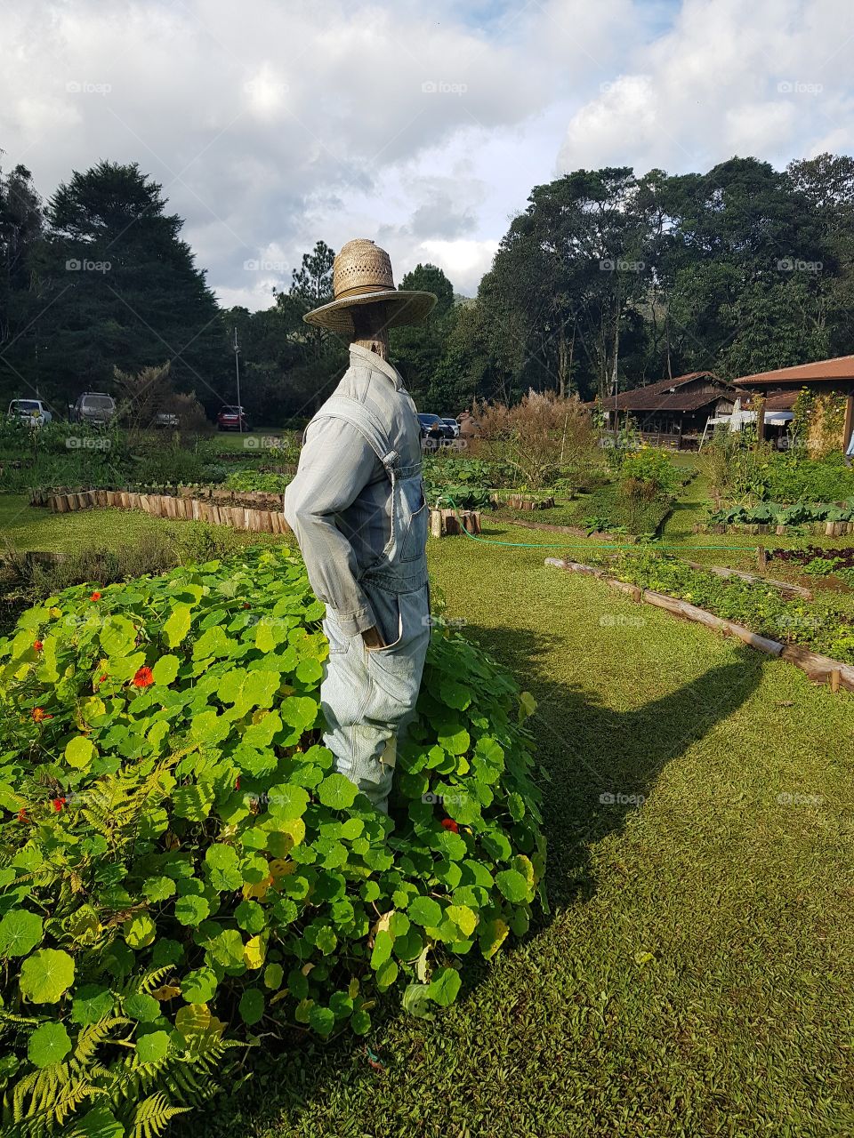 Scarecrow in the vegetable garden