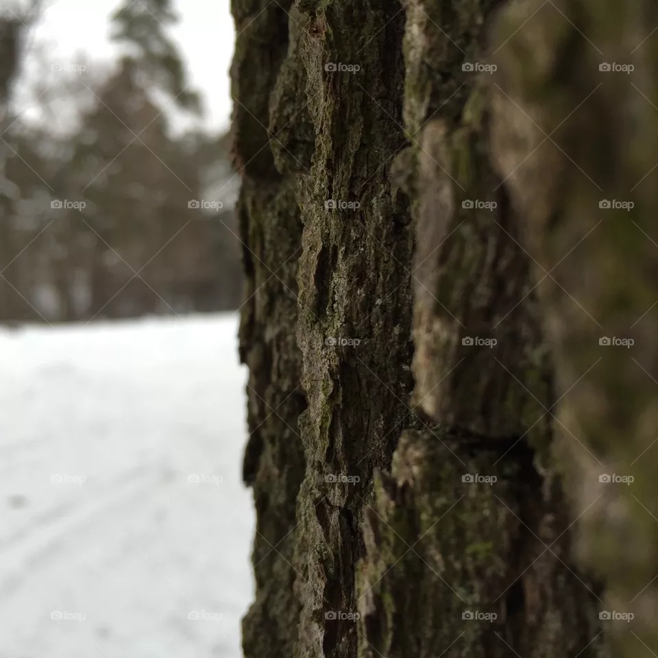 Pine tree