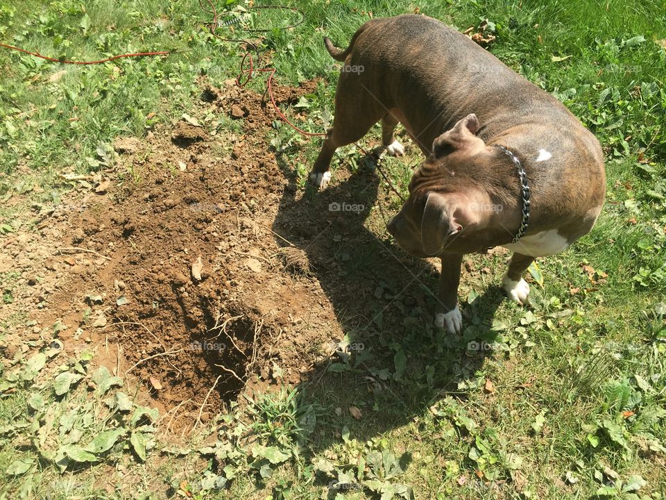 Or not to dig??
