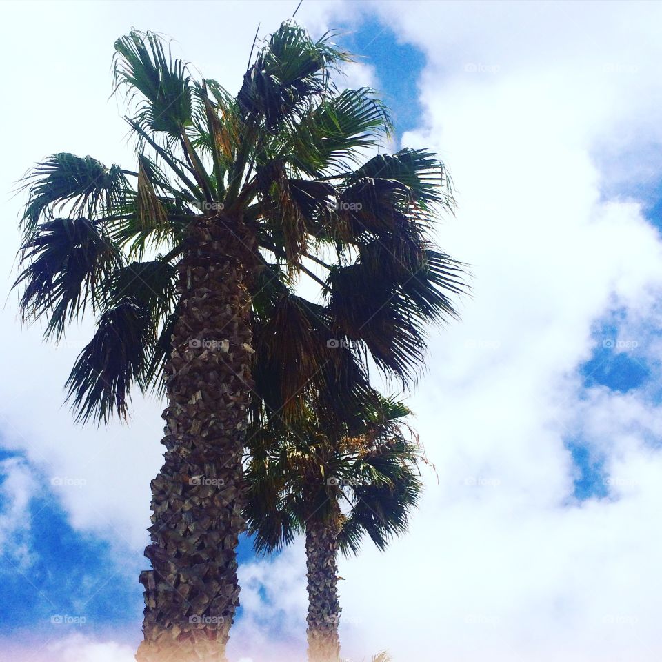 Santa Monica Palm 