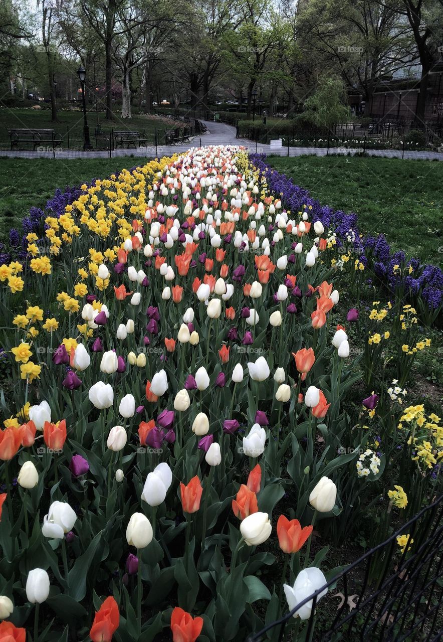 Field of beautiful colorful tulips at American Museum of Natural History garden. 