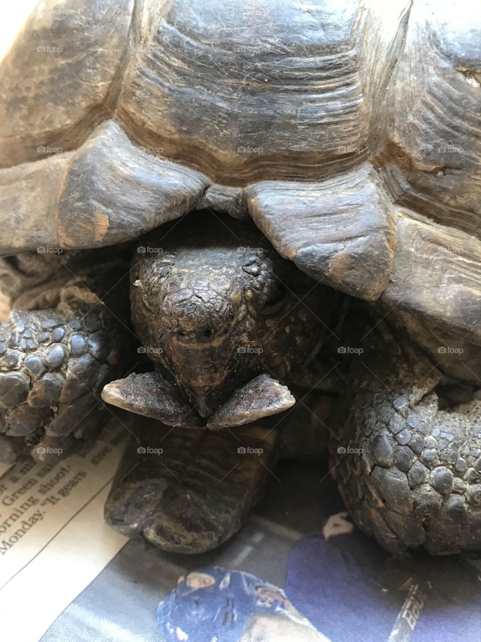 Speedy the tortoise. Headshot photo. 