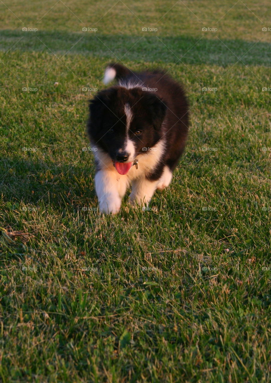 Puppy on the run