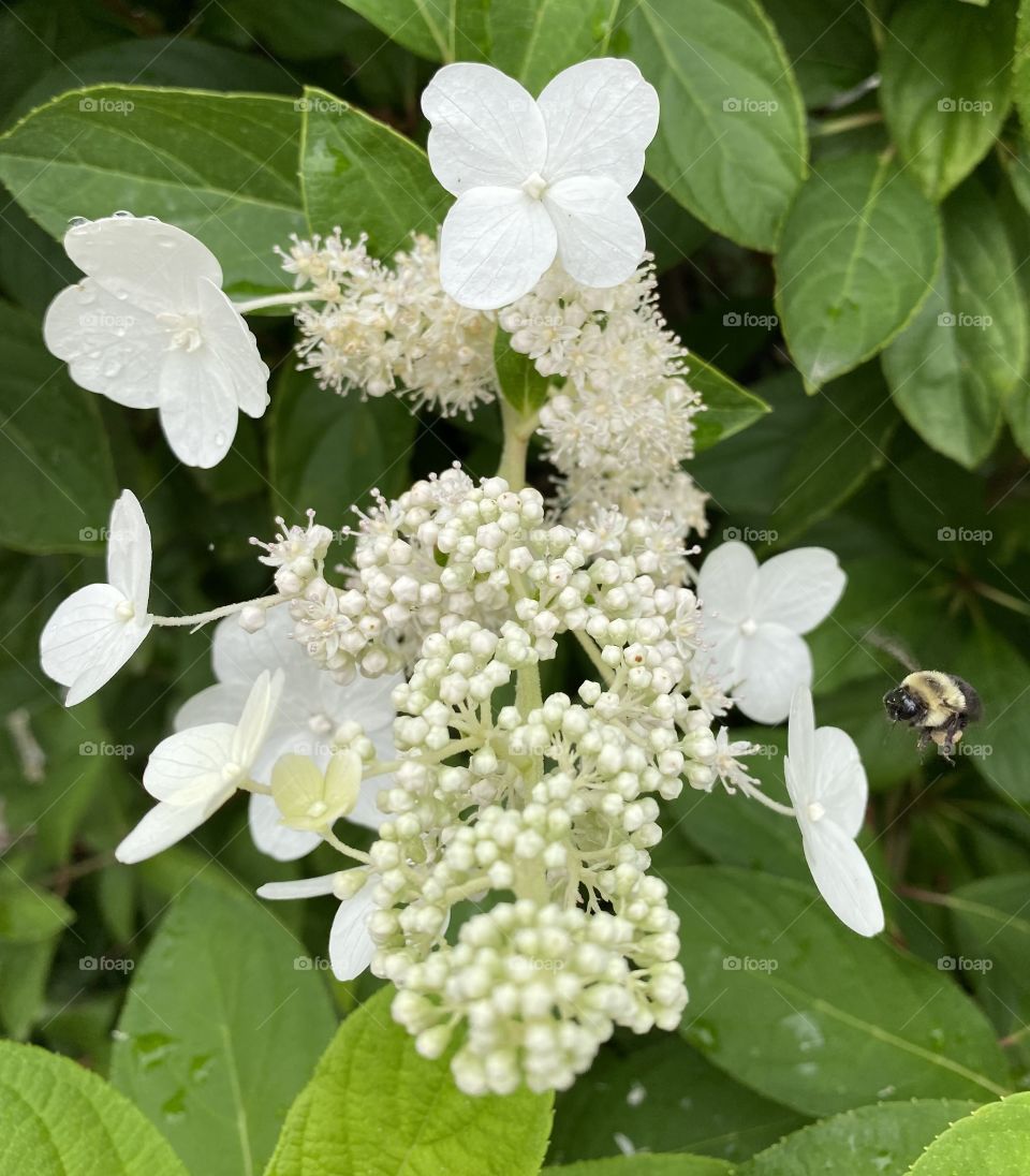 White Flowers