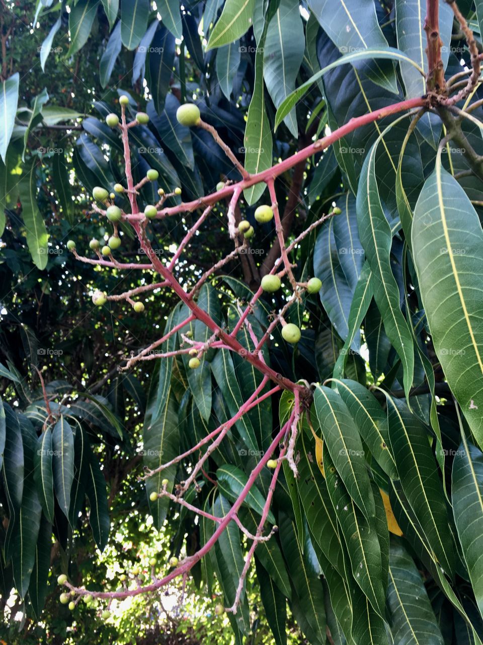 Nosso pé de manga está carregado pela primeira vez. Vamos ver se saboreamos os frutos gostosos dela. 