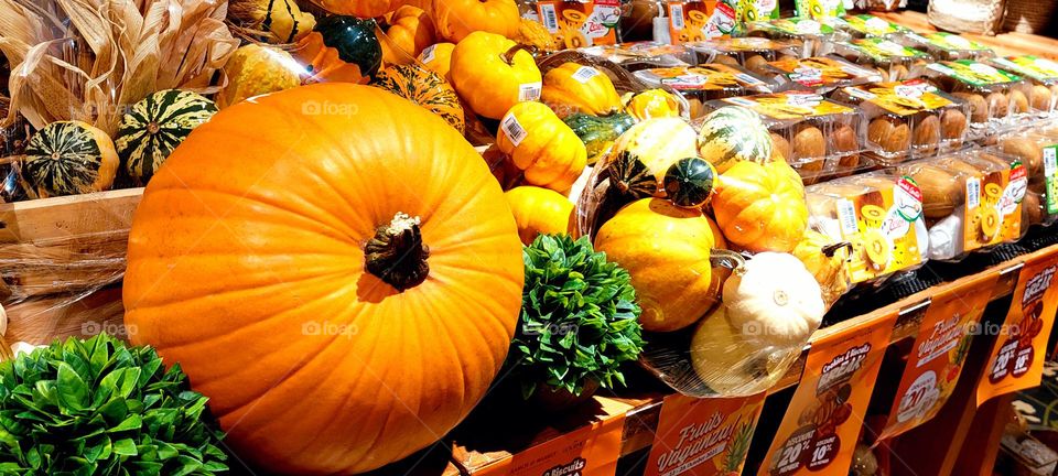  pumpkin is a cultivar of winter squash that is round with smooth, slightly ribbed skin, and is most often deep yellow to orange in coloration. The thick shell contains the seeds and pulp