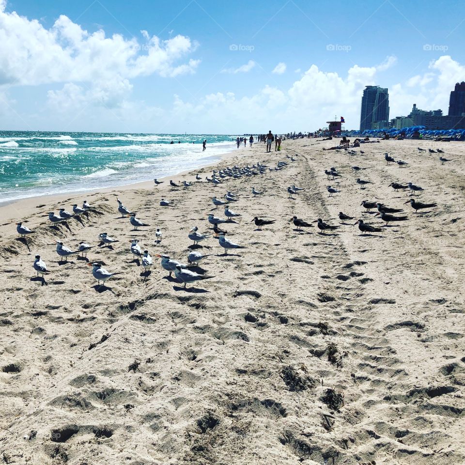 Miami Beach, Fl