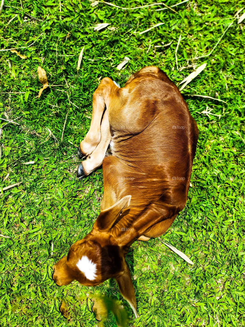 This calf is ours.  I took photos of this calf.  Calf survival is very beautiful.  There is a white spot on the forehead.  So the animal looks very beautiful.