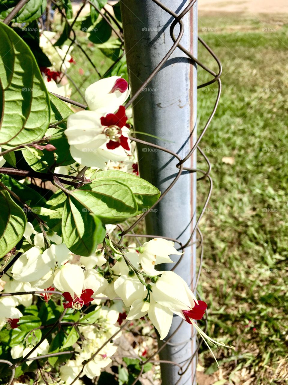 🌼#Flores do nosso #jardim, para alegrar e embelezar nosso dia!
#Jardinagem é nosso #hobby.
🌹
#flor #flowers #flower #pétalas #garden #natureza #nature #flora