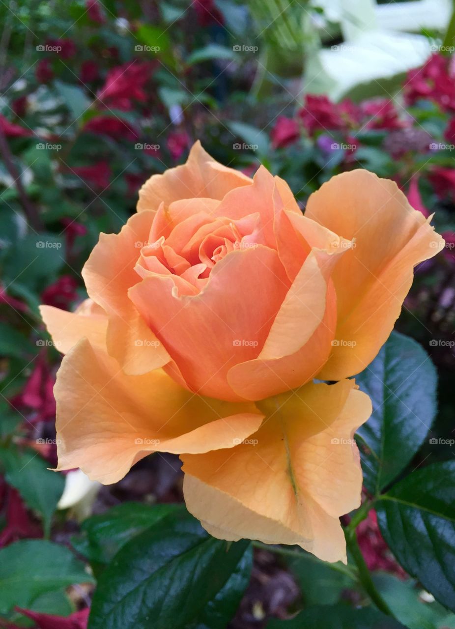 Close-up of rose flower