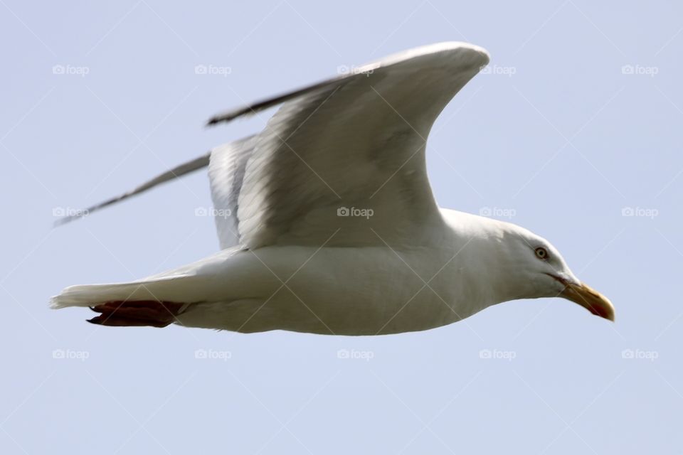 Seagull 