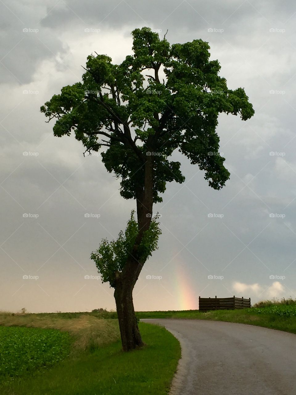 tree