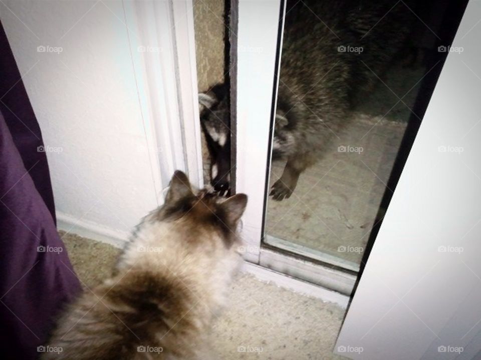 Racoon Meets Maine Coon