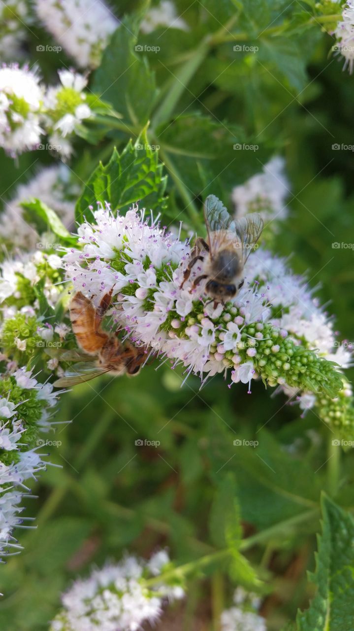 Honeybees collecting nectar from peppermint blossoms.