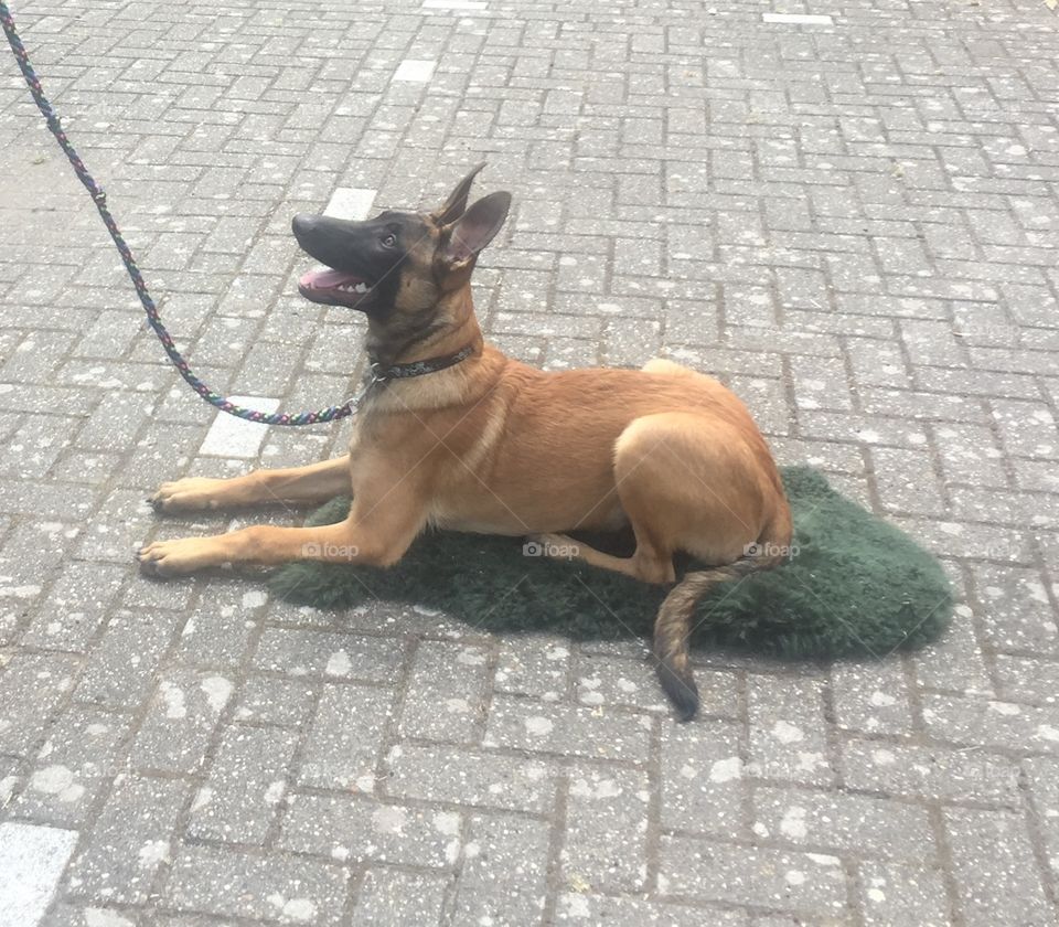 Malinois pup lying on the ground