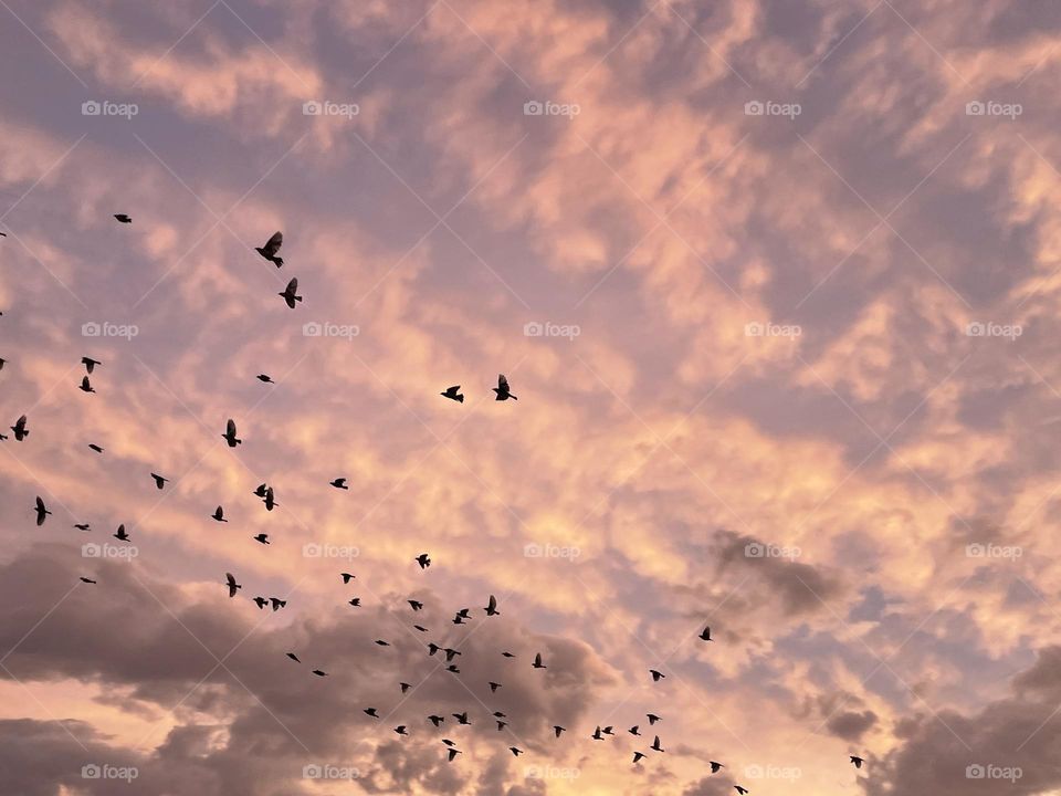 Black ravens flying across a light pink sky.