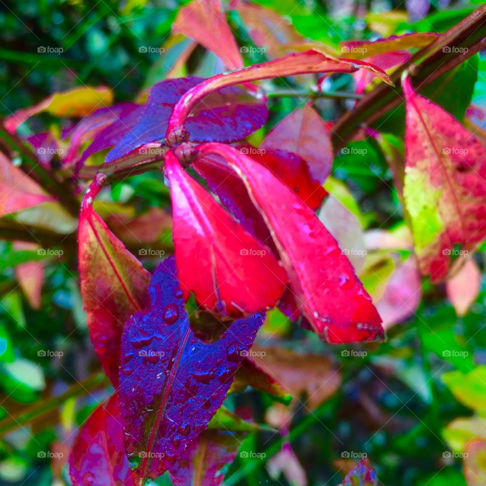 Sharp colored leaves
