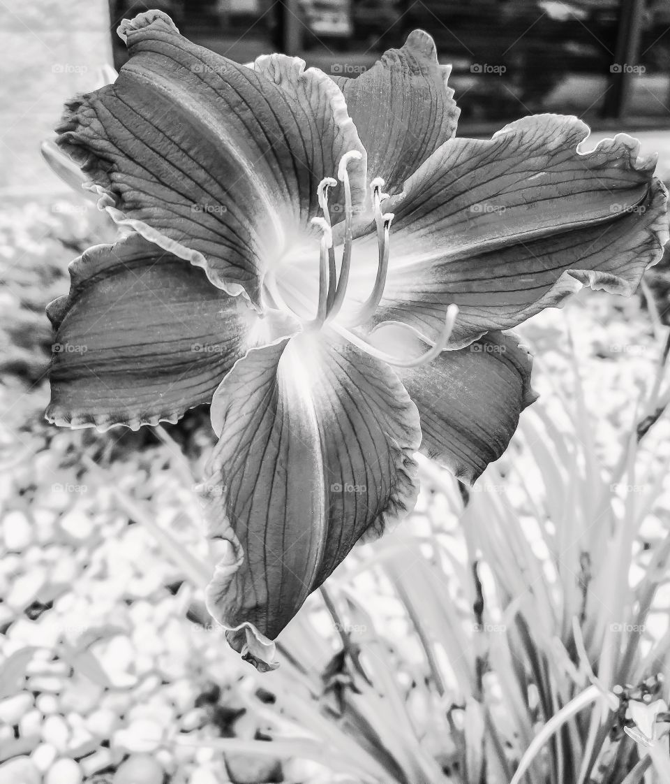 flower black and white