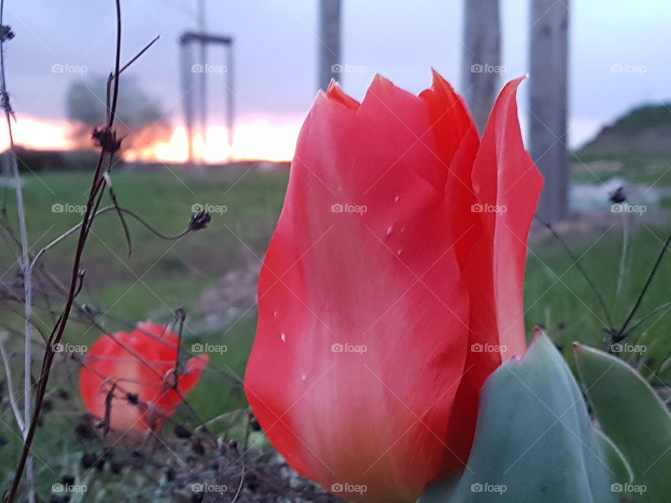 Sonnenuntergang mit tulpe