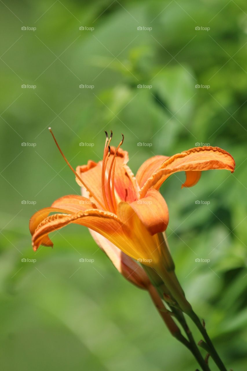 close up tiger lily