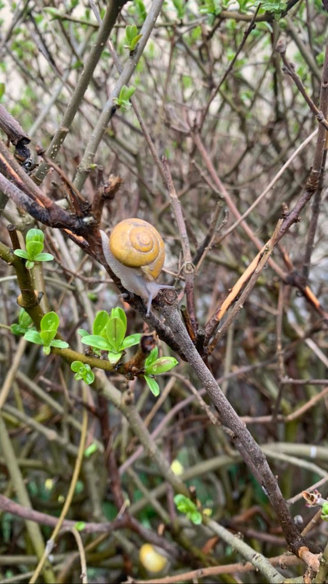 Snail🌳