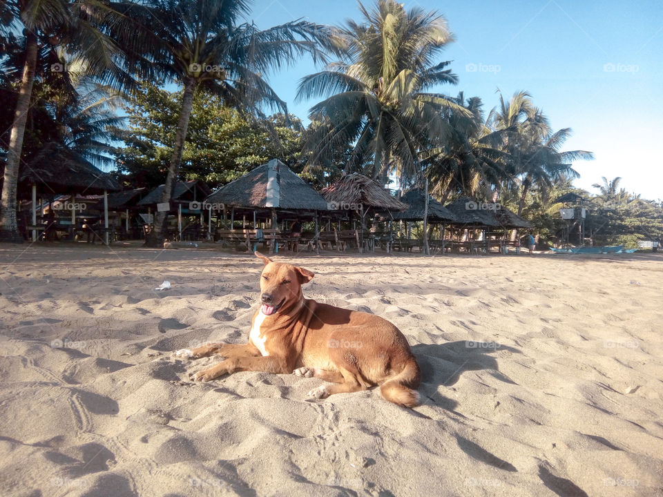 The beach dog basking under the sun in the morning.