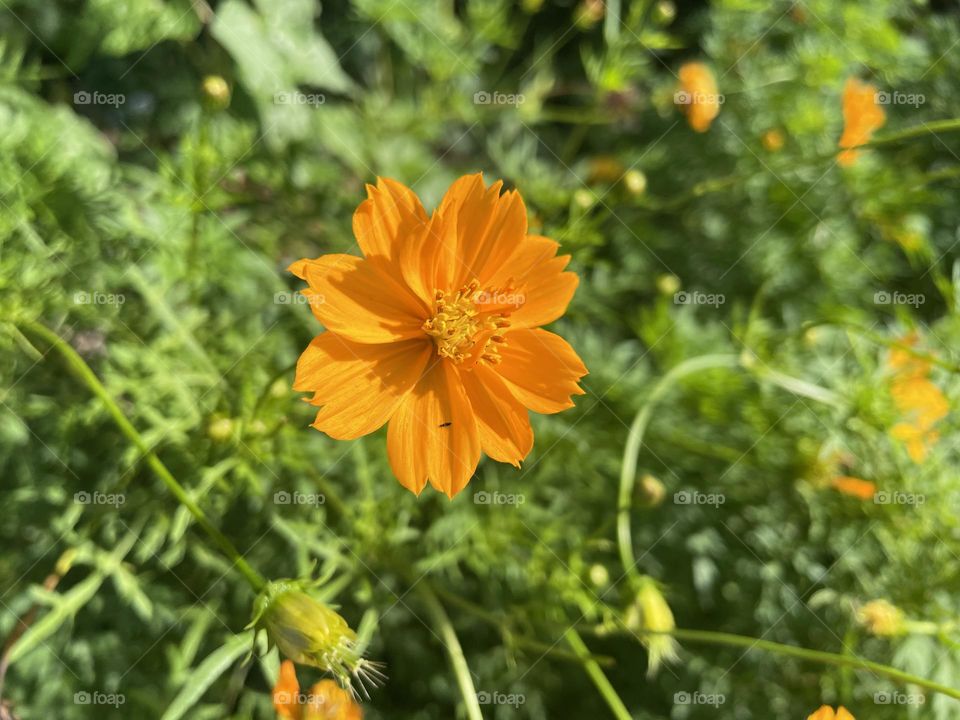 A photo of an orange Sulphur Cosmos