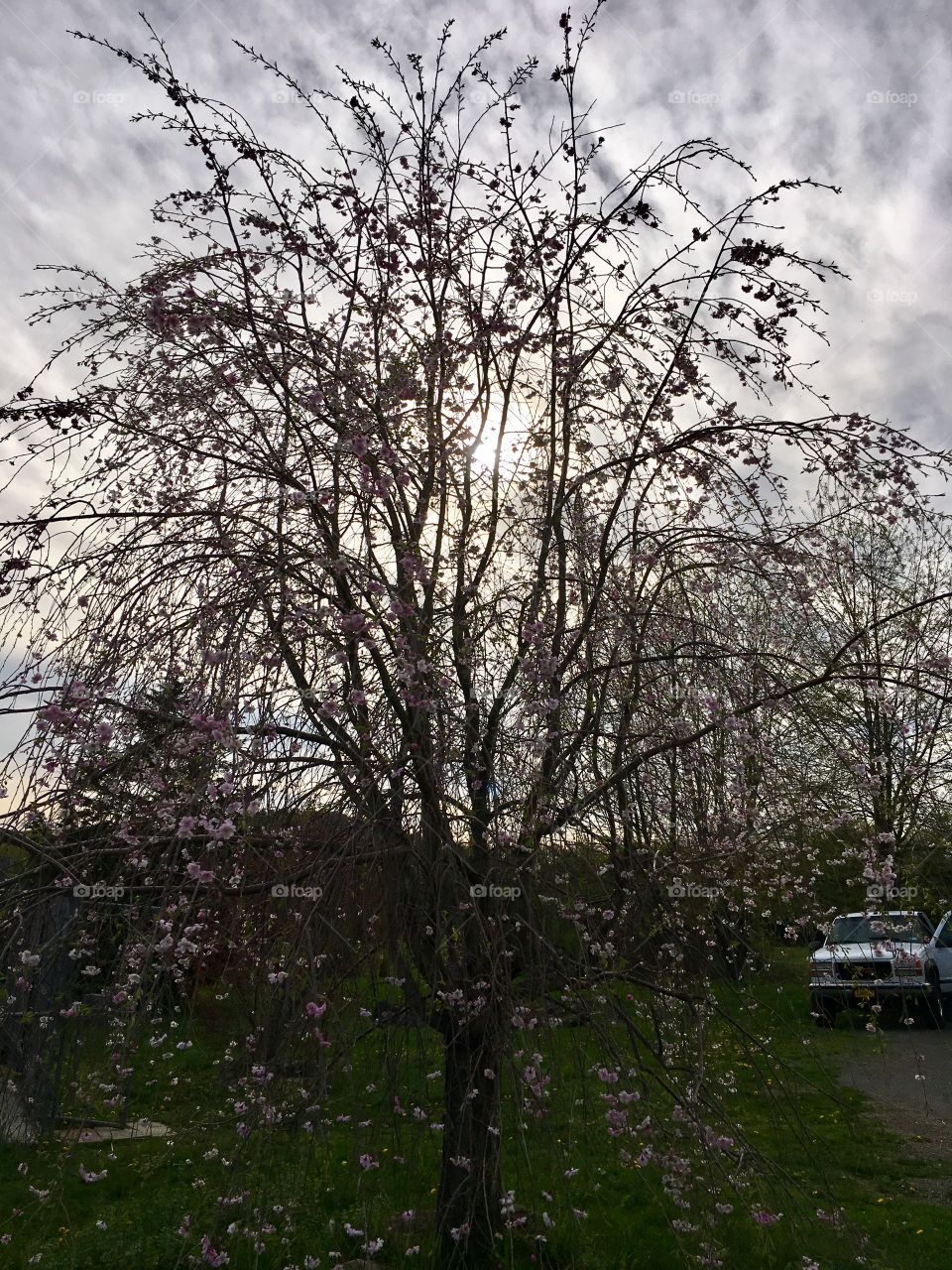 Blooming weeping cherry tree.
