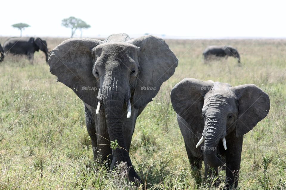 A mother and baby elephant in the Serengeti 
