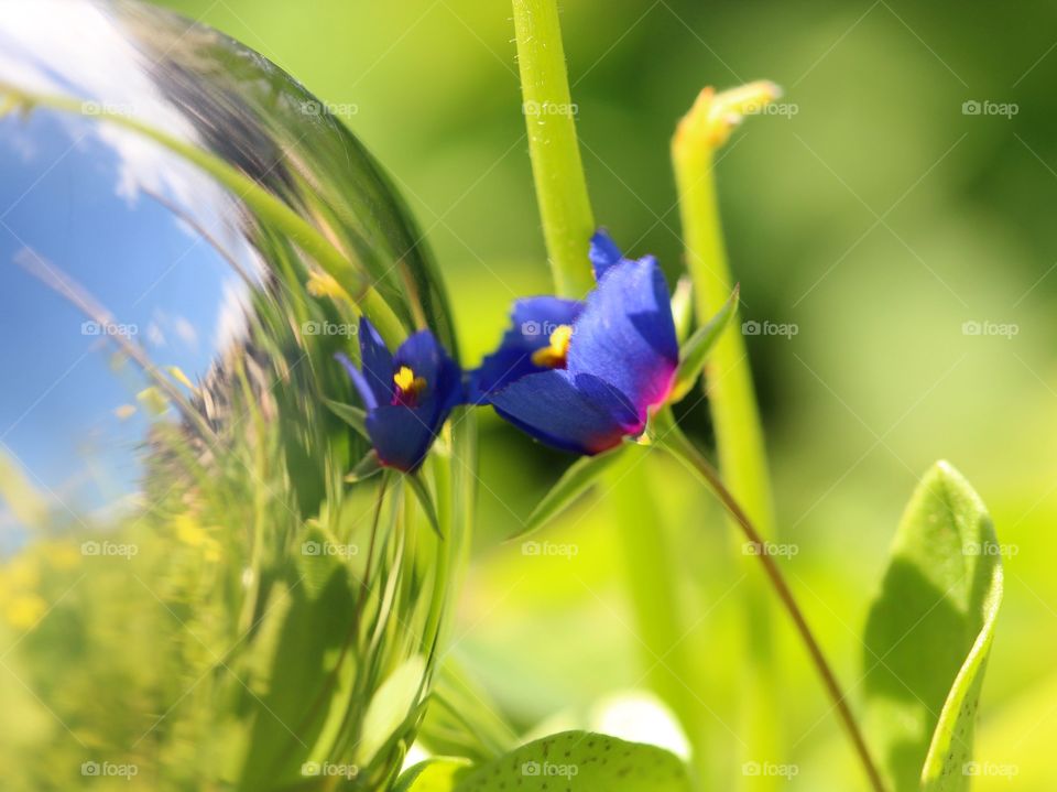 Macro purple flower with reflection 