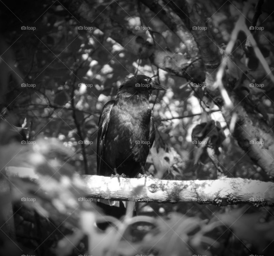 crow grayscale