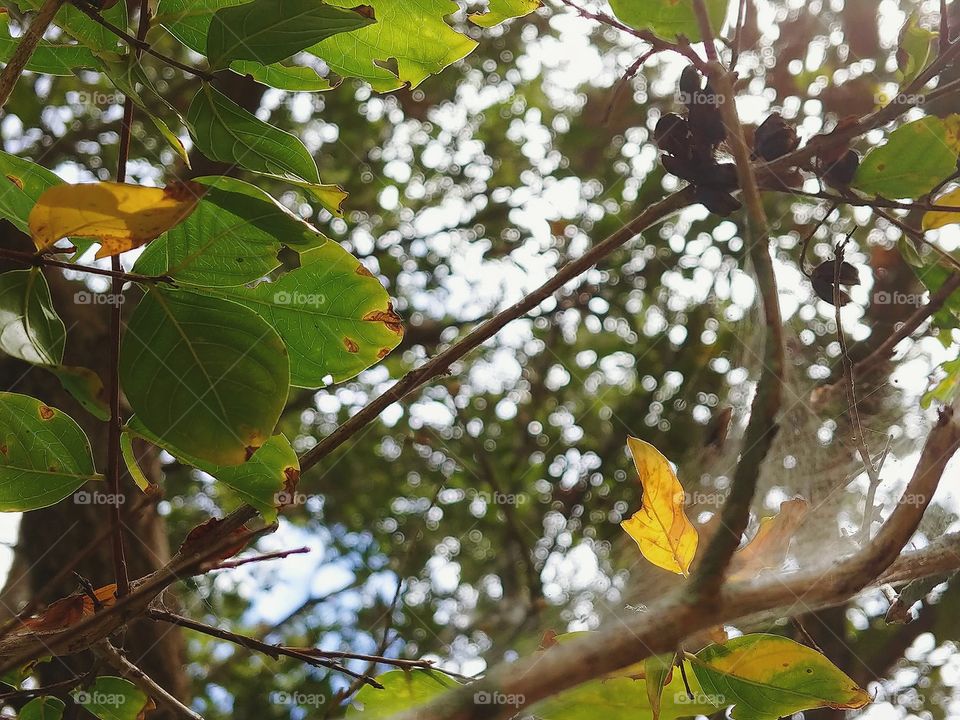 Picture of a blurred spider web on a branch of a Seagrape tree with yellow, brown, and green leaves and the sky peeking through overhead.