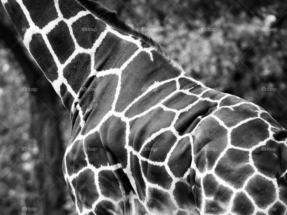 body of giraffe on a black and white photo