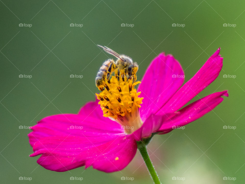 Bee suck nectar and polen