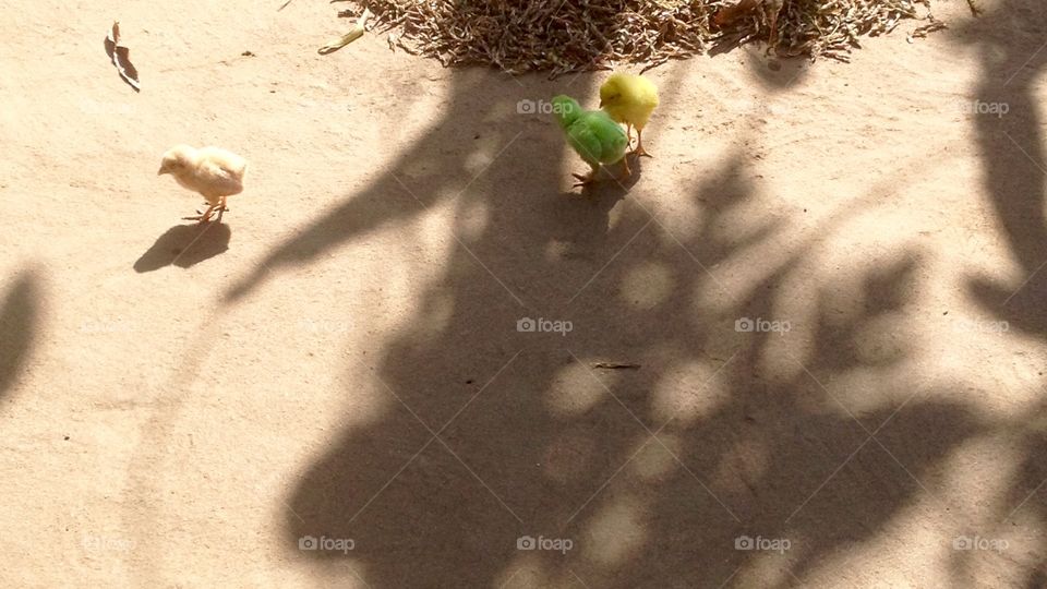 There are 3 birds which is available in 3 different colours but this 4 bird's mother is only 1 .That 3hens of date of birth is same time & place .This 3 bird in one female and 3 mail . They are brothers and sisters . They are traveling in villages