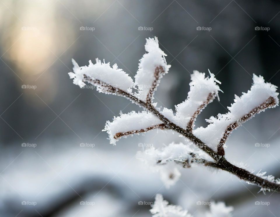 Frost on a tree branch