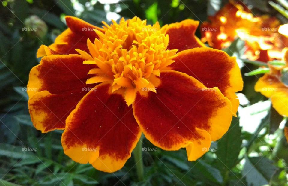 Marigold