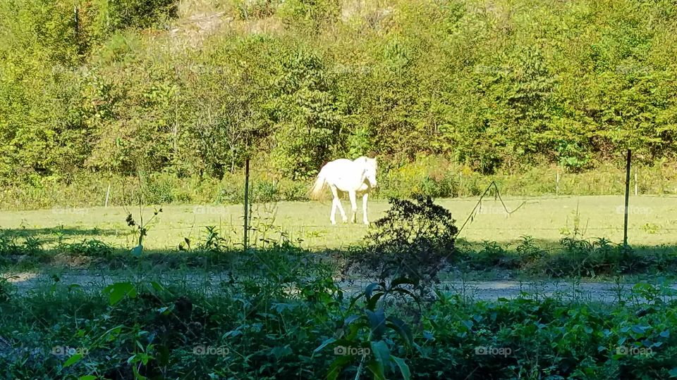 Horse In Field