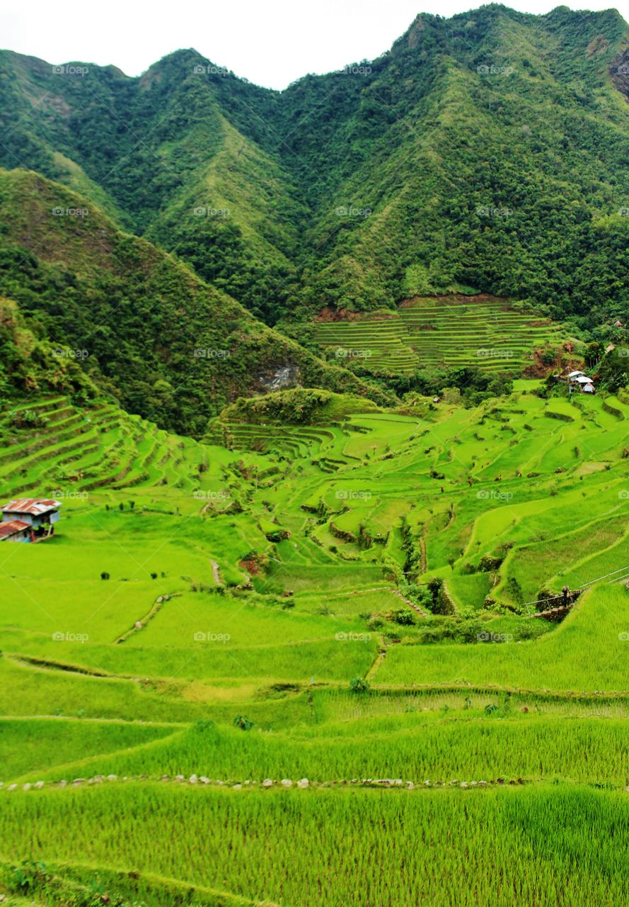 batad rice terrace, Philippines