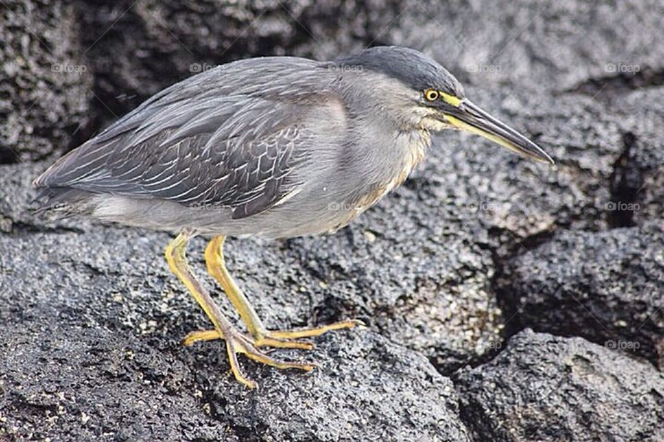 Bird in Galapagos 