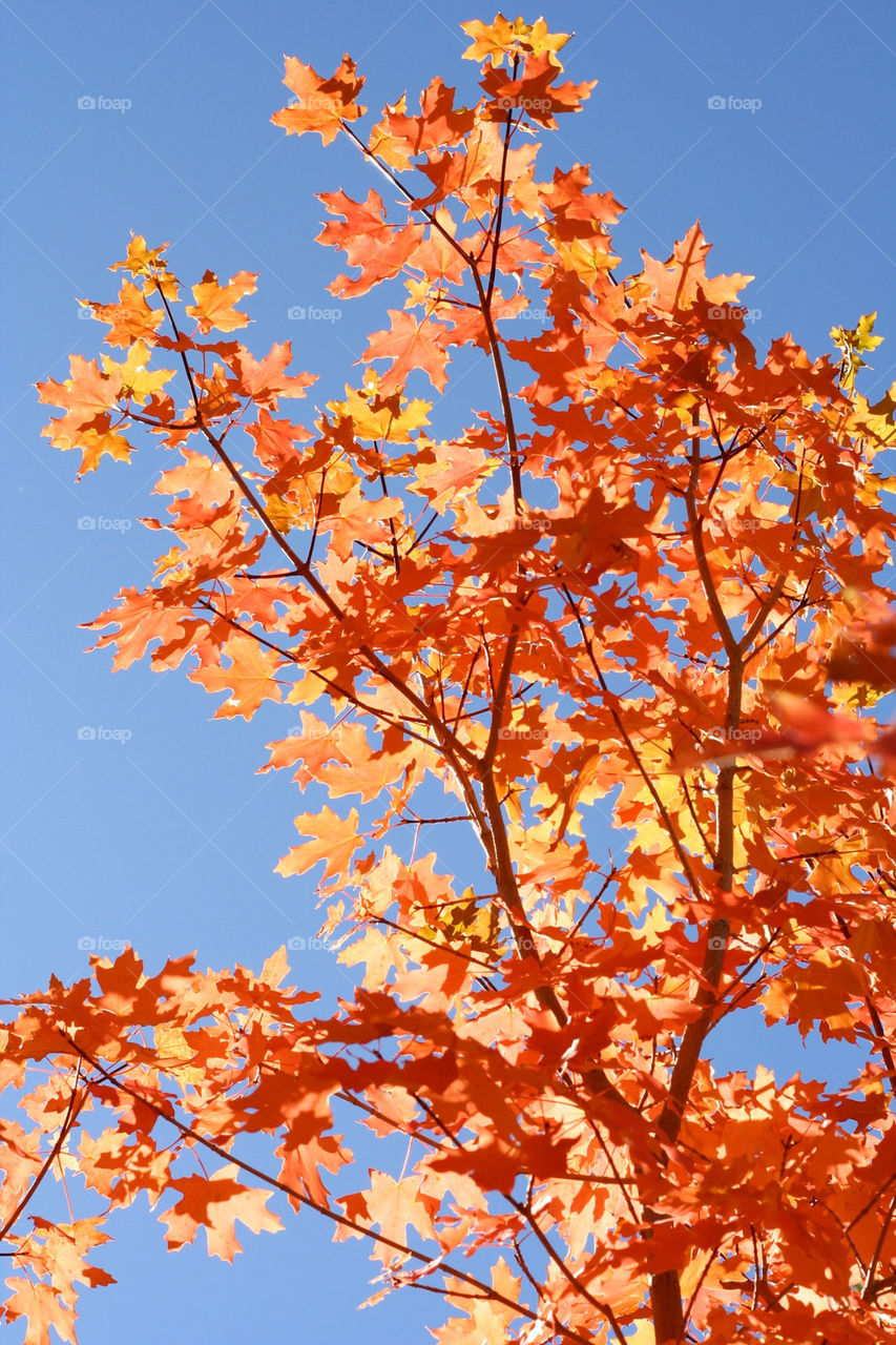 blue tree orange contrast by lmtrent