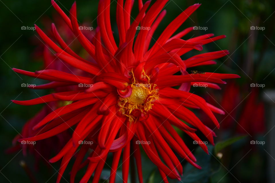 Dahlia red star