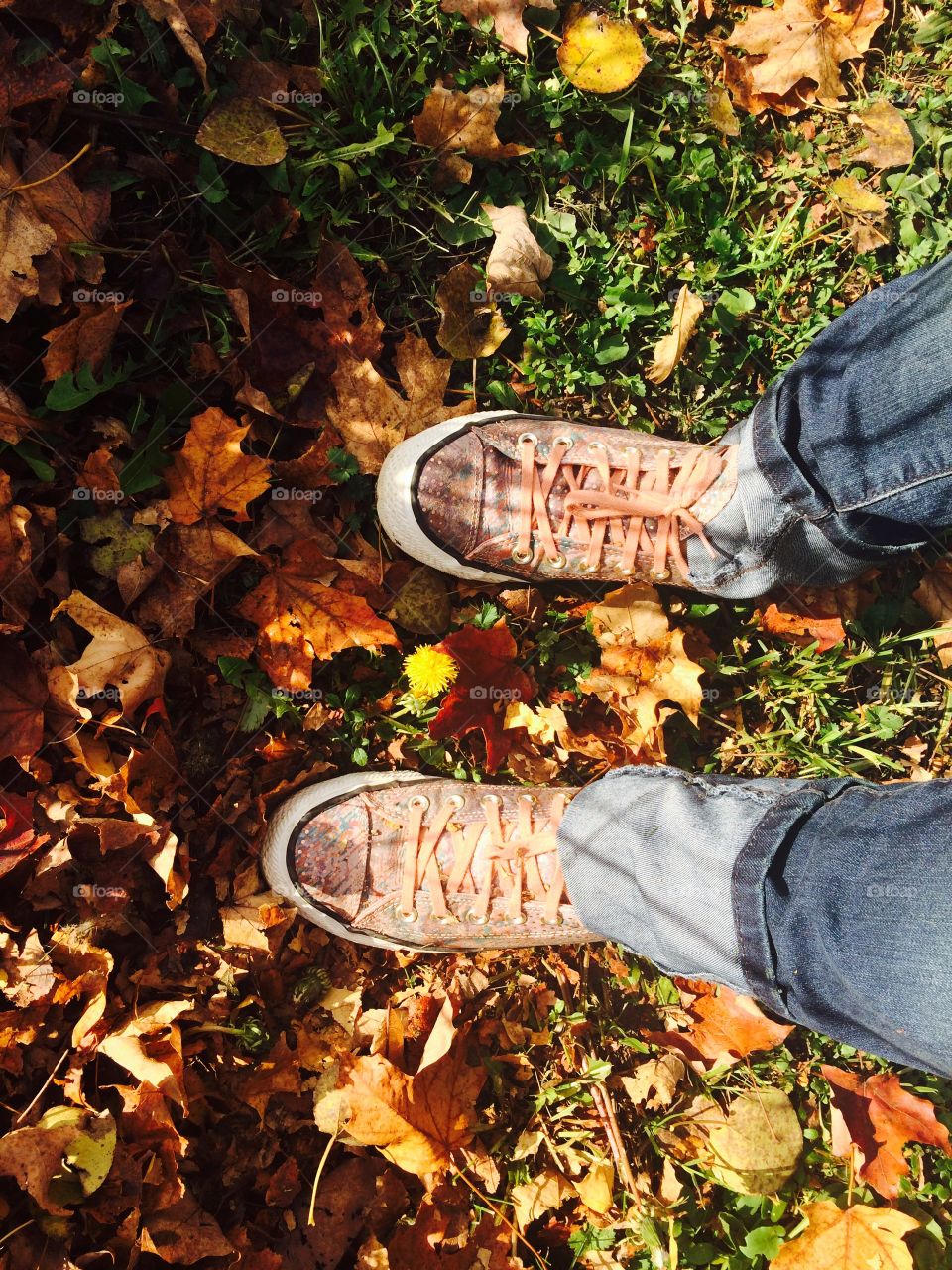 Walking around my yard in the fall, seeing how things have changed since the summer...