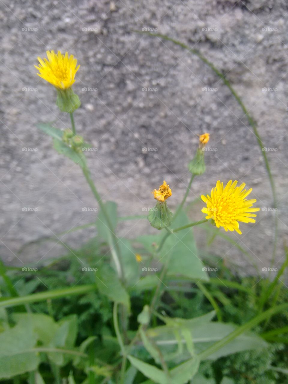 Dandelion flower