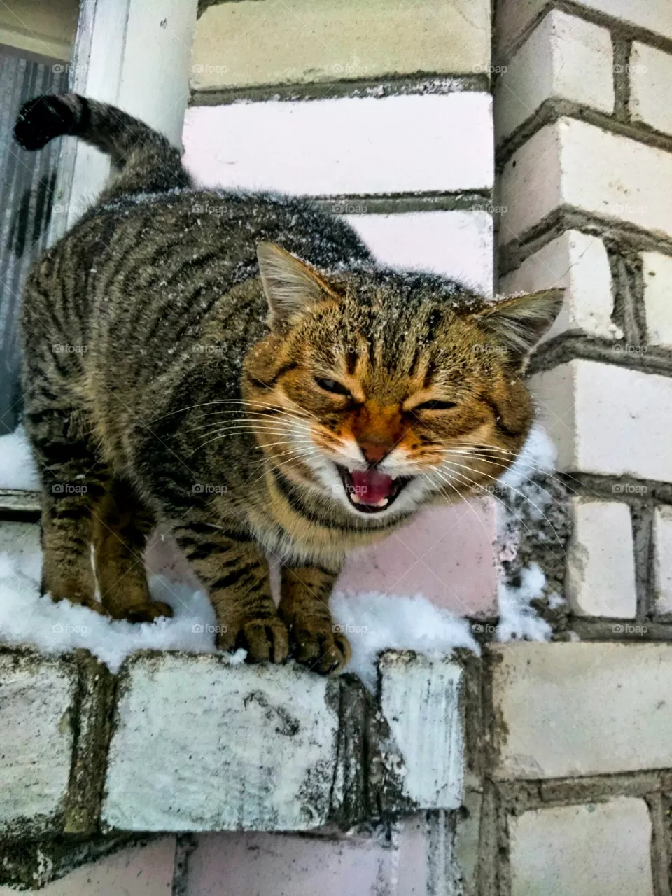purr