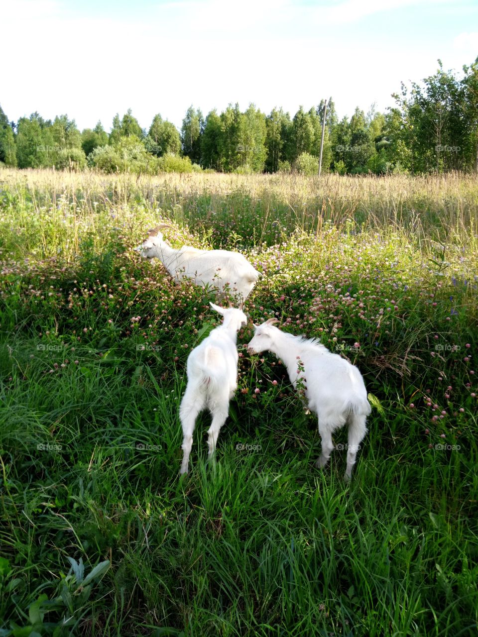 козы на лугу